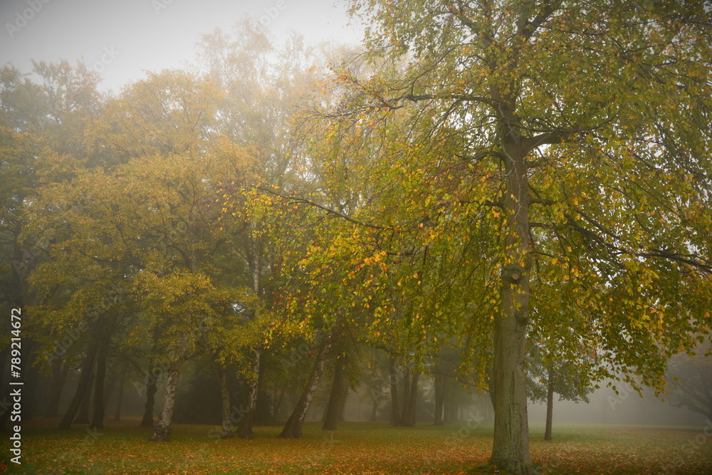 Obraz premium Friesischer Nebel - von strahlenden Sommermorgen bis milchigen Wintertagen - Die Einsamkeit herbstlicher Bäume im Nebel 1