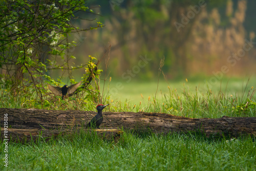 Wiosna w Parku Krajobrazowym. Dzięcioł czarny na pniu oświetlony promieniami słońca. Dzięcioł czarny w towarzystwie innego ptaka. Dzięcioł czarny na leśnej polanie. Dzięcioł czarny w lesie. Spalski Pa © Arkadiusz Baczyk