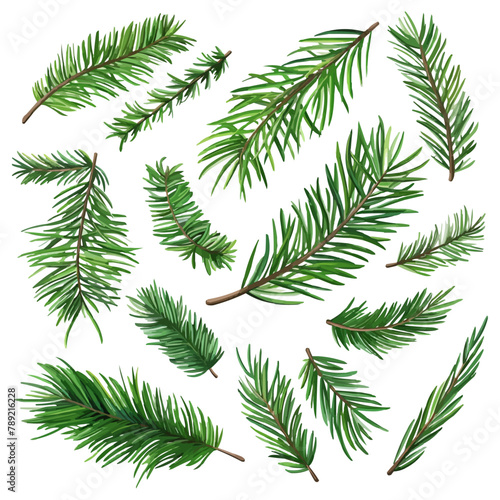 set of illustration of spruce twigs. pine leaves. leaf isolated on a white background