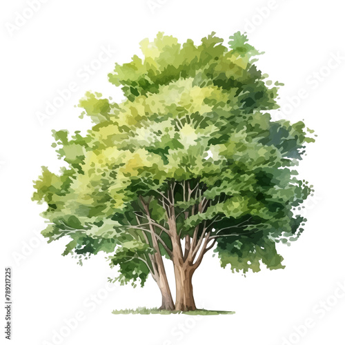 Vector watercolor green tree side view isolated for landscape and architecture drawing  elements for environment and garden botanical elements for section in spring