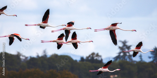 Greater Flamingo in flight over a pond in the south of France