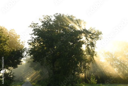 Friesischer Nebel - von strahlenden Sommermorgen bis milchigen Wintertagen - Die Morgensonne strahlt durch den sommerlichen Frühnebel 14 photo