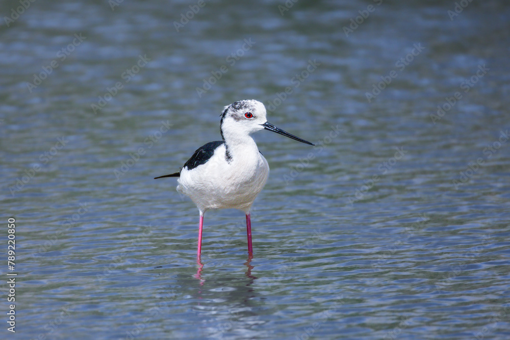 Black-winged Stilt in a pond in spring light Black-winged Stilt in a pond in spring light