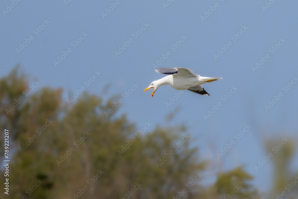 European Herring Gull in flight
