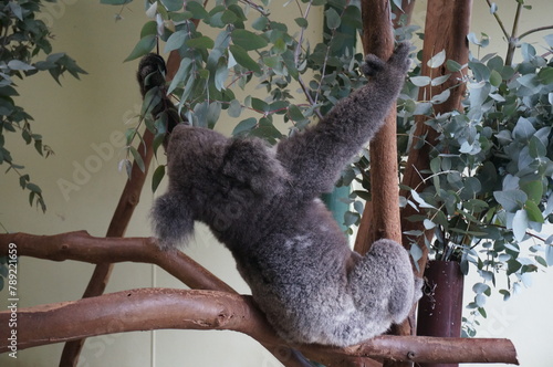 Photography A koala stretching on a tree