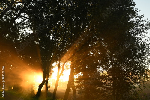 Friesischer Nebel - von strahlenden Sommermorgen bis milchigen Wintertagen - Die Morgensonne strahlt durch den sommerlichen Frühnebel 20
