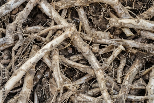 Organic Spikenard Roots - Macro Closeup Texture for Natural Healing Remedies. Aromatic Botanical Supplement with Herbal Aroma photo