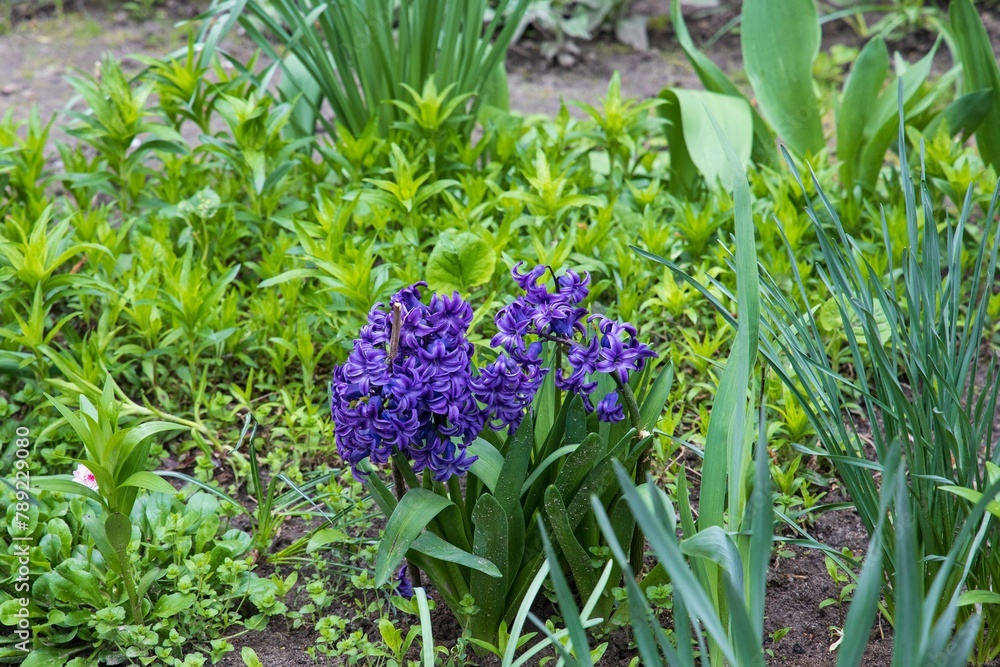 Flowering hyacinth on a flower bed - obrazy, fototapety, plakaty 