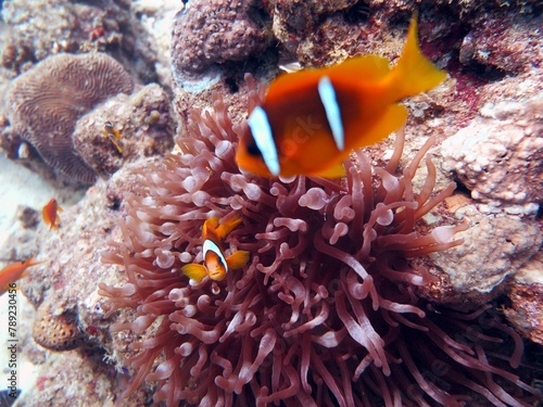 Red sea clown fish