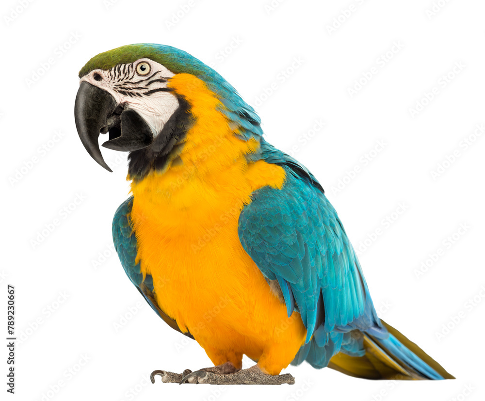Blue-and-yellow Macaw, Ara ararauna, 30 years old, in front of white background