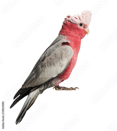 Rose-breasted Cockatoo (2 years old) isolated on white photo