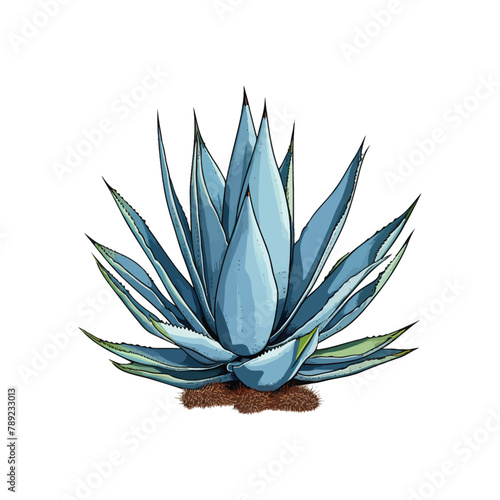 Blue agave ink watercolor hand drawn. Vector illustration design.