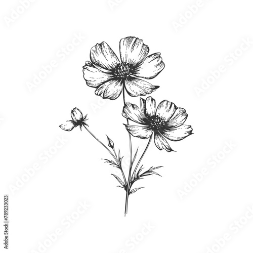 Meadow wild flower Hand drawn style. Vector illustration design