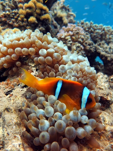 Red sea clown fish