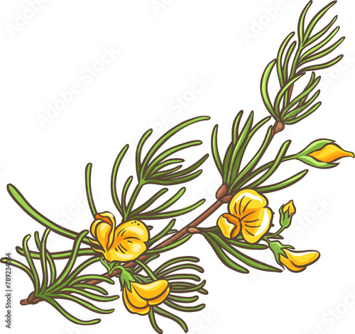 Rooibos Branch with Flowers and Leaves Colored Detailed Illustration