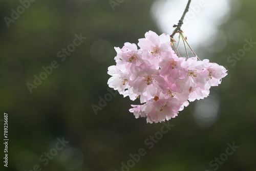 湯沢城址の桜