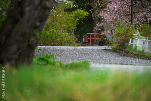 湯沢市中央公園の春