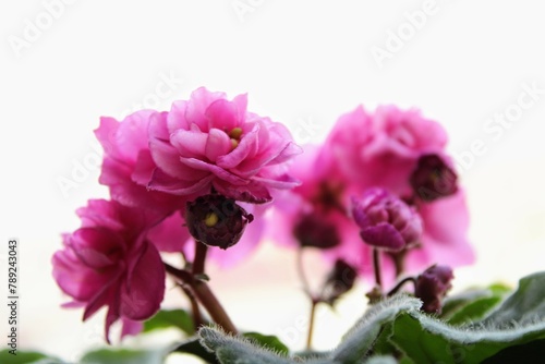 Pink flowering plant, saintpaulia violet