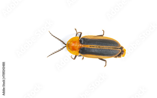 top view firefly on a white background © Freer