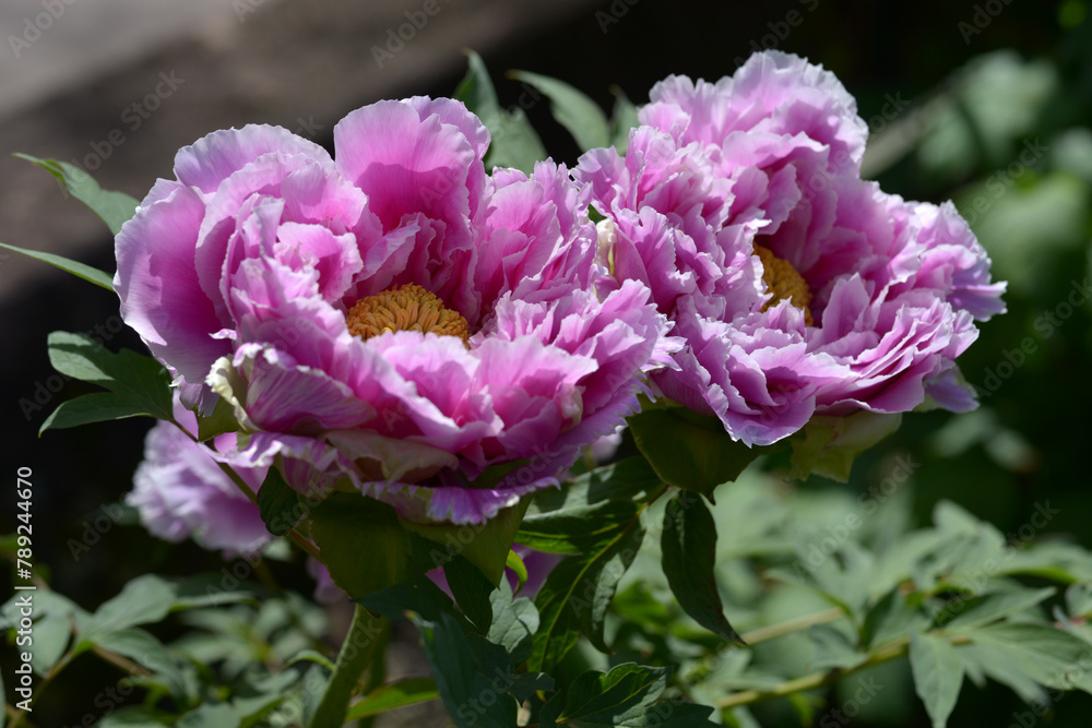Fototapeta premium 春霞 ボタンの花