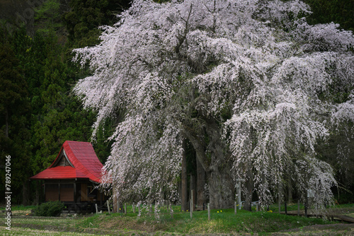 おしら様の枝垂れ桜