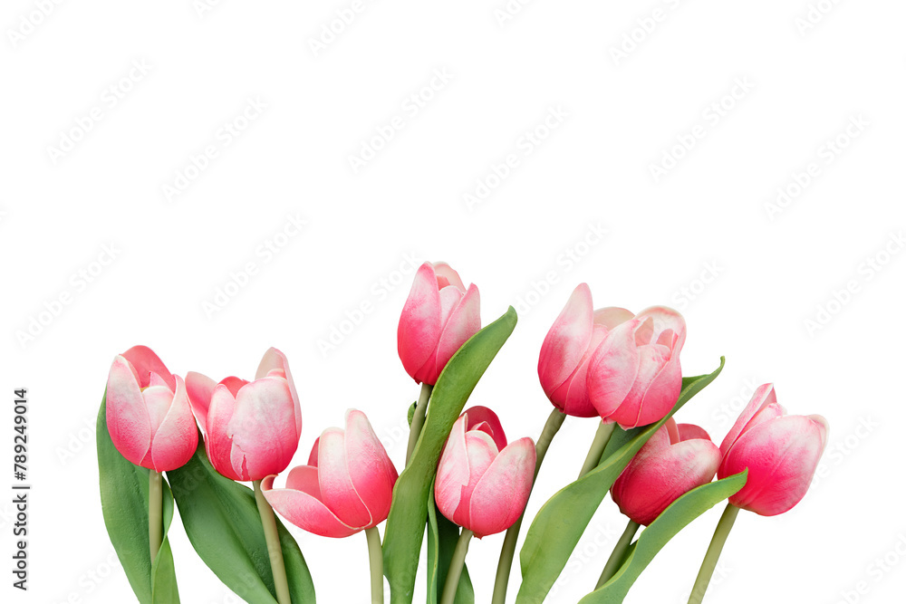 Pink and white tulips transparent png Pink and white tulips transparent png