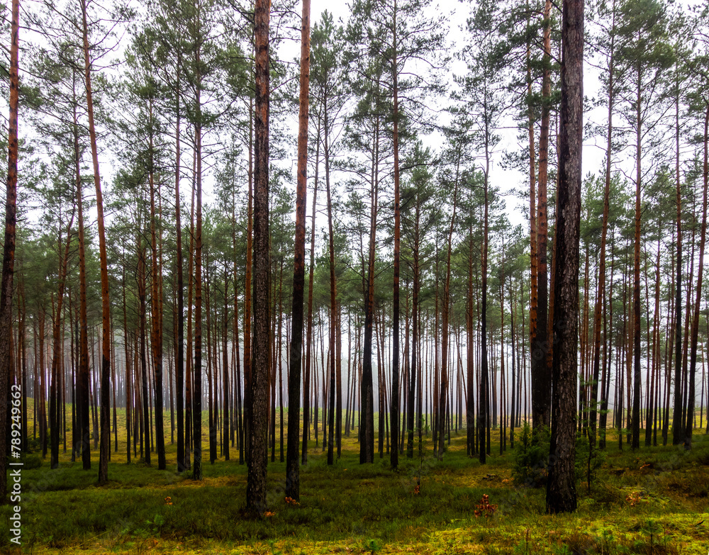 Dark pine forest in early spring. Light shining through the rows of tree trunks. Photo taken during the day with natural light.