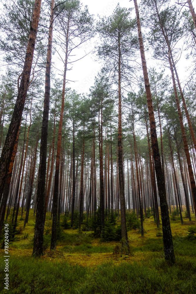 Dark pine forest in early spring. Light shining through the rows of tree trunks. Photo taken during the day with natural light.