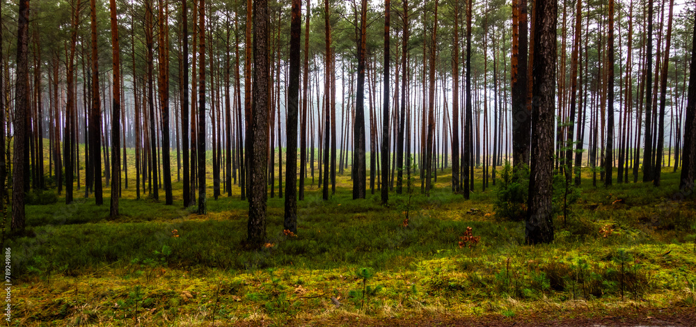 Dark pine forest in early spring. Light shining through the rows of tree trunks. Photo taken during the day with natural light.