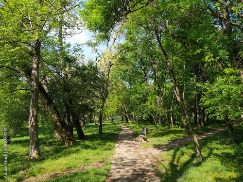 Path in the nature on a sunny day - background
