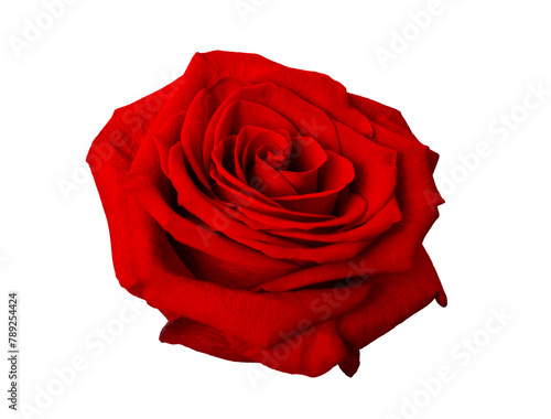 Beautiful red rose isolated on a white background, close up.