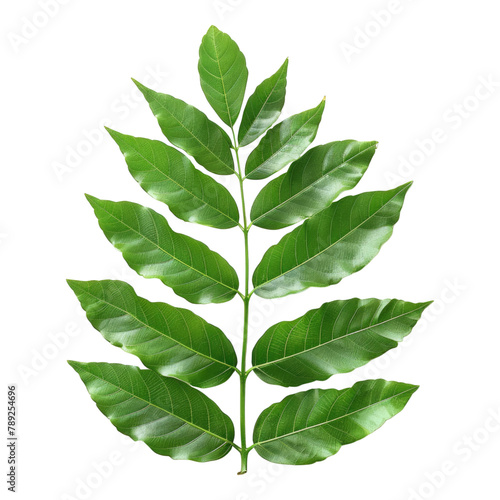 Curry leaves isolated on transparent background