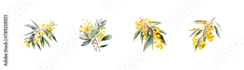 Yellow Blooms Eucalyptus melliodora flower watercolor style. Vector illustration design. photo