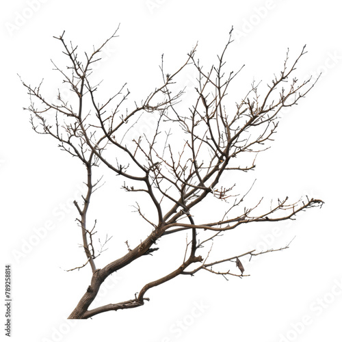 Dry branches isolated on transparent background