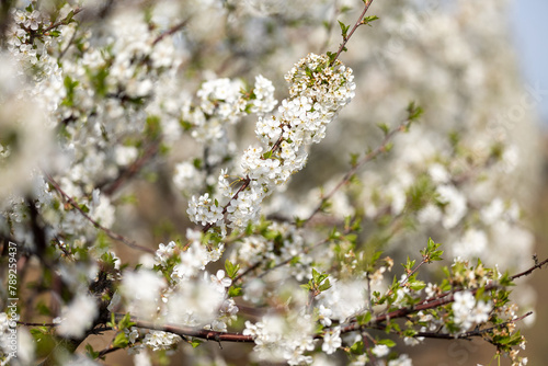 Spring blossoms on the farm. future cherry. Cherry color. Cherry blossoms. Plum. The Cherry Orchard. Apple orchard. Close-up, blurred background.