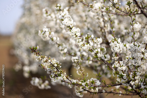 Spring blossoms on the farm. future cherry. Cherry color. Cherry blossoms. Plum. The Cherry Orchard. Apple orchard. Close-up, blurred background.