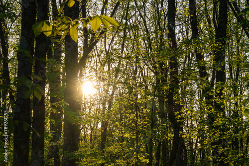 Green Forest and sun bursting through the branches