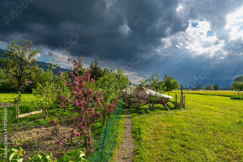 impressive weather atmosphere, chicken coop illuminated from sun rays through the clouds, garden with blooming apricot tree, apple tree, plum tree, vegetables, flowers bloom in Dornbirn, Vorarlberg photo