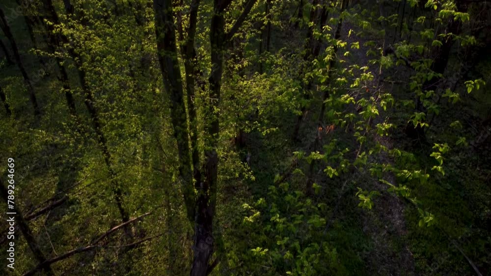 Forest in spring. Sunset in the spring forest. Video from a drone 4k. Drone flight through the evening forest. Drone flight between trees in the forest. Ukrainian landscapes 4K Forest in spring. Sunset in the spring forest. Video from a drone 4k. Drone flight through the evening forest. Drone flight between trees in the forest. Ukrainian landscapes 4K