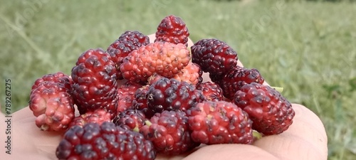 red mulberry fruit or fruit of the Morus rubra in the garden photo