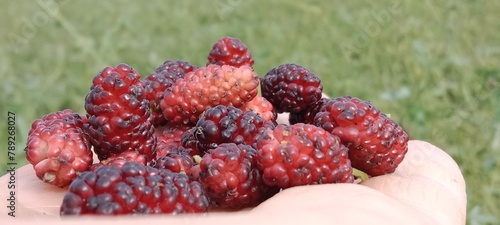 red mulberry fruit or fruit of the Morus rubra in the garden photo