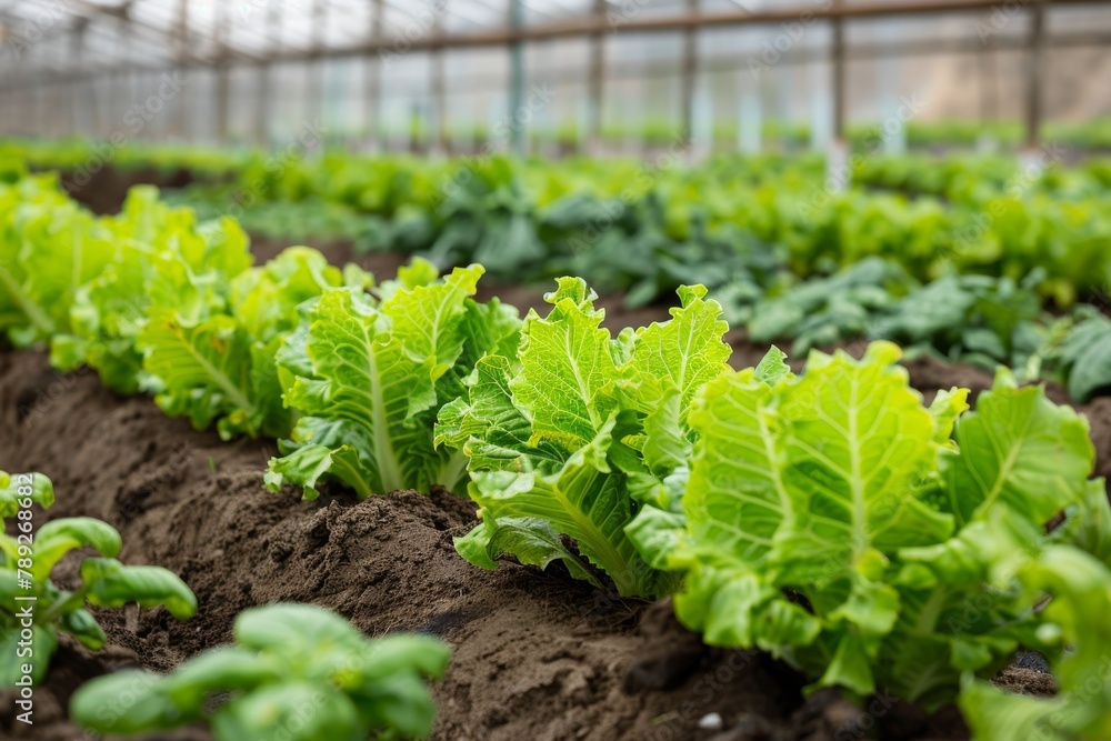Rows of Fresh Green Lettuce and Basil Growing in Greenhouse Farm. Concept of Healthy Eating, Organic Agriculture and Local Produce Rows of Fresh Green Lettuce and Basil Growing in Greenhouse Farm. Concept of Healthy Eating, Organic Agriculture and Local Produce