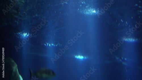 deep water with fish inside
dark cinematic view when the sun comes trough photo