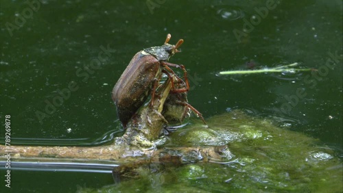 cockchafer fell into  a pond photo