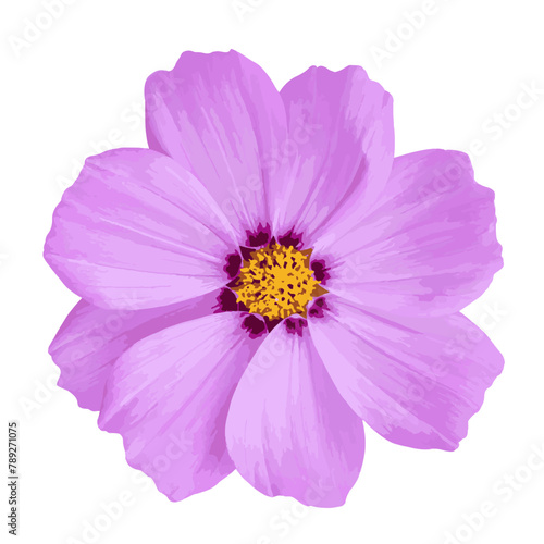 Watercolor cosmos flower isolated on transparent background. vector illustration.