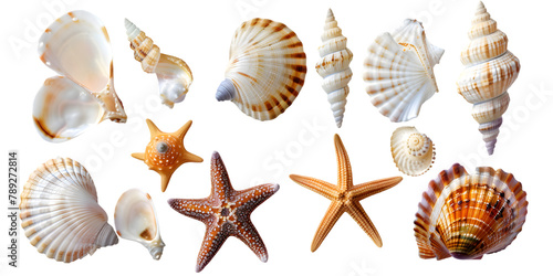 Assortment of seashells and starfish, isolated on transparent background