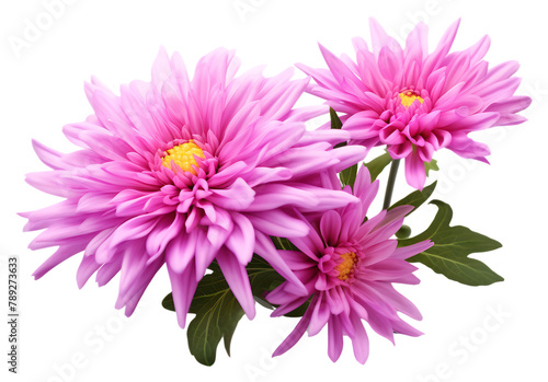 Blooming daisies on a transparent background