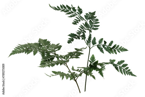 PNG Fresh green leatherleaf fern  transparent background photo