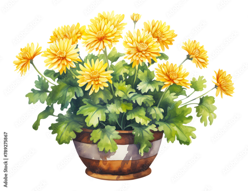 PNG Chrysanthemum yellow plant flowers. with a transparent background