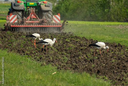 фотографія Red kites and storks are looking for frogs, mice and other small animals in a freshly plowed field behind the tractor